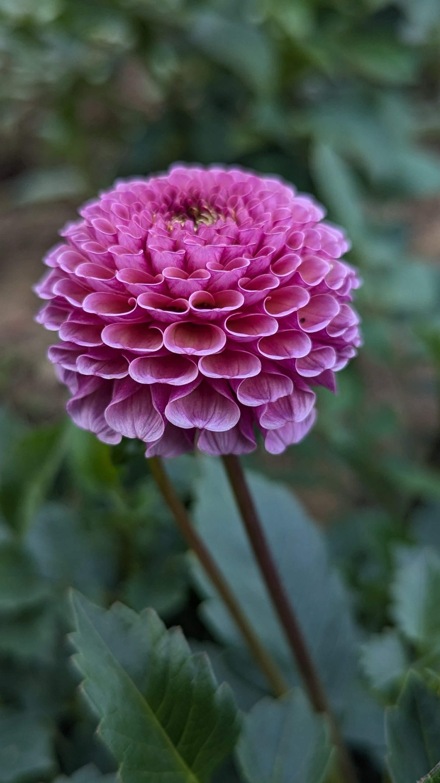 Koko Puff