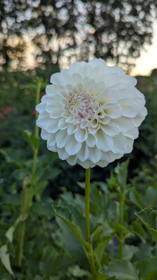 Irish Ruffles
