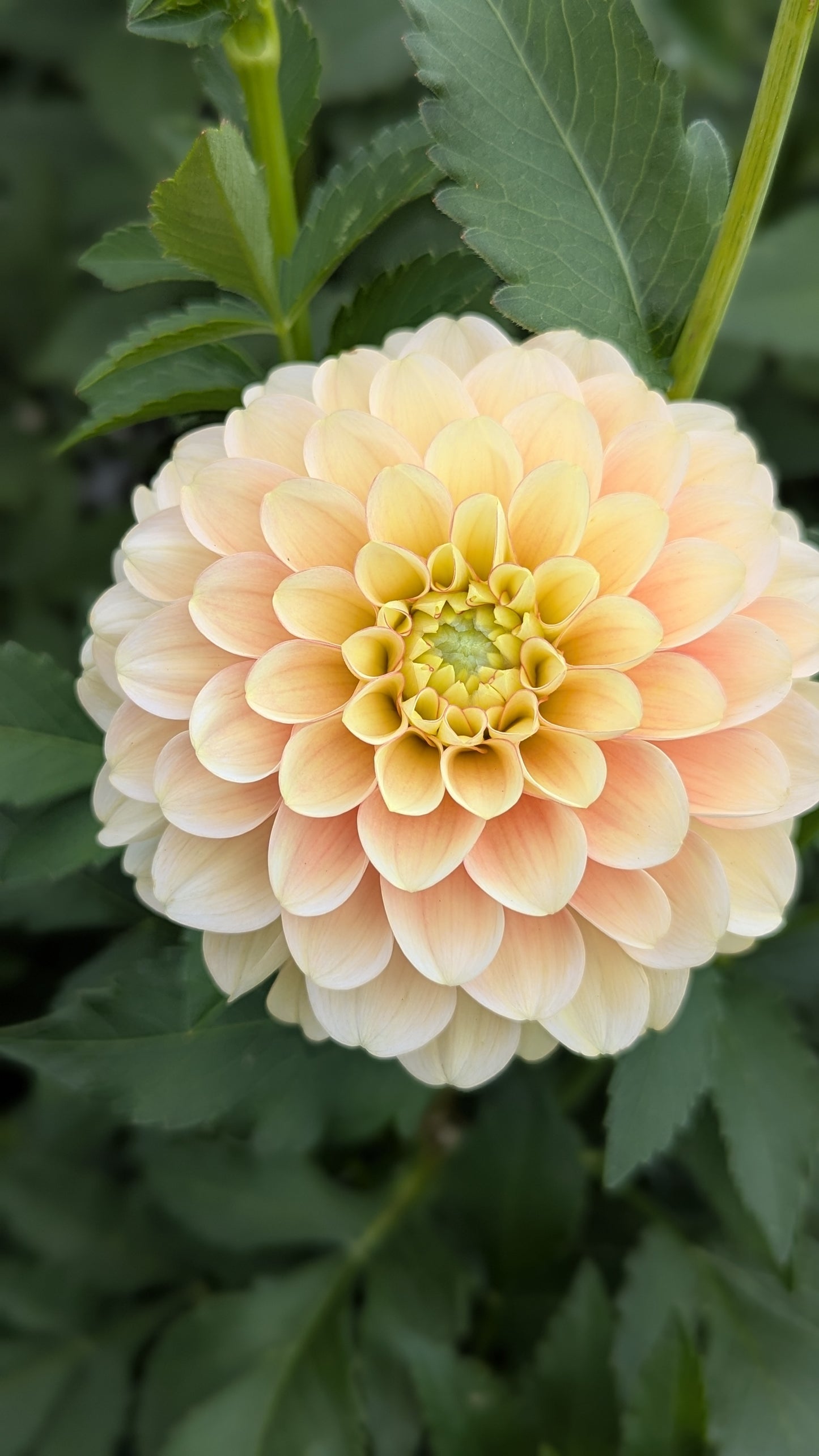 Burtfoot Eva (LIMIT 1)