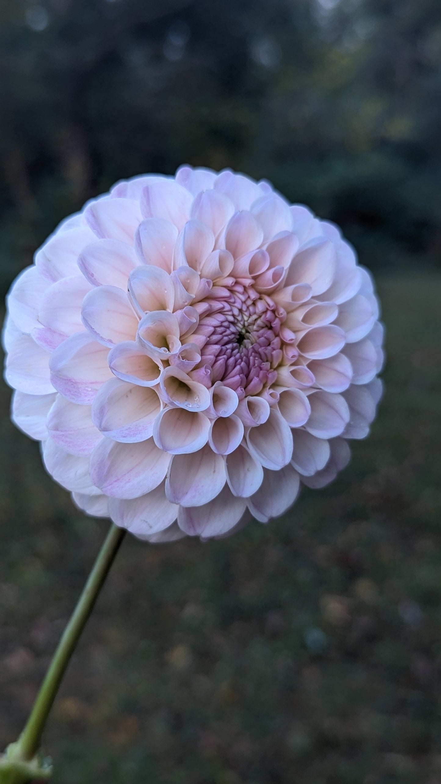 20th Ave Memory (LIMIT 1)