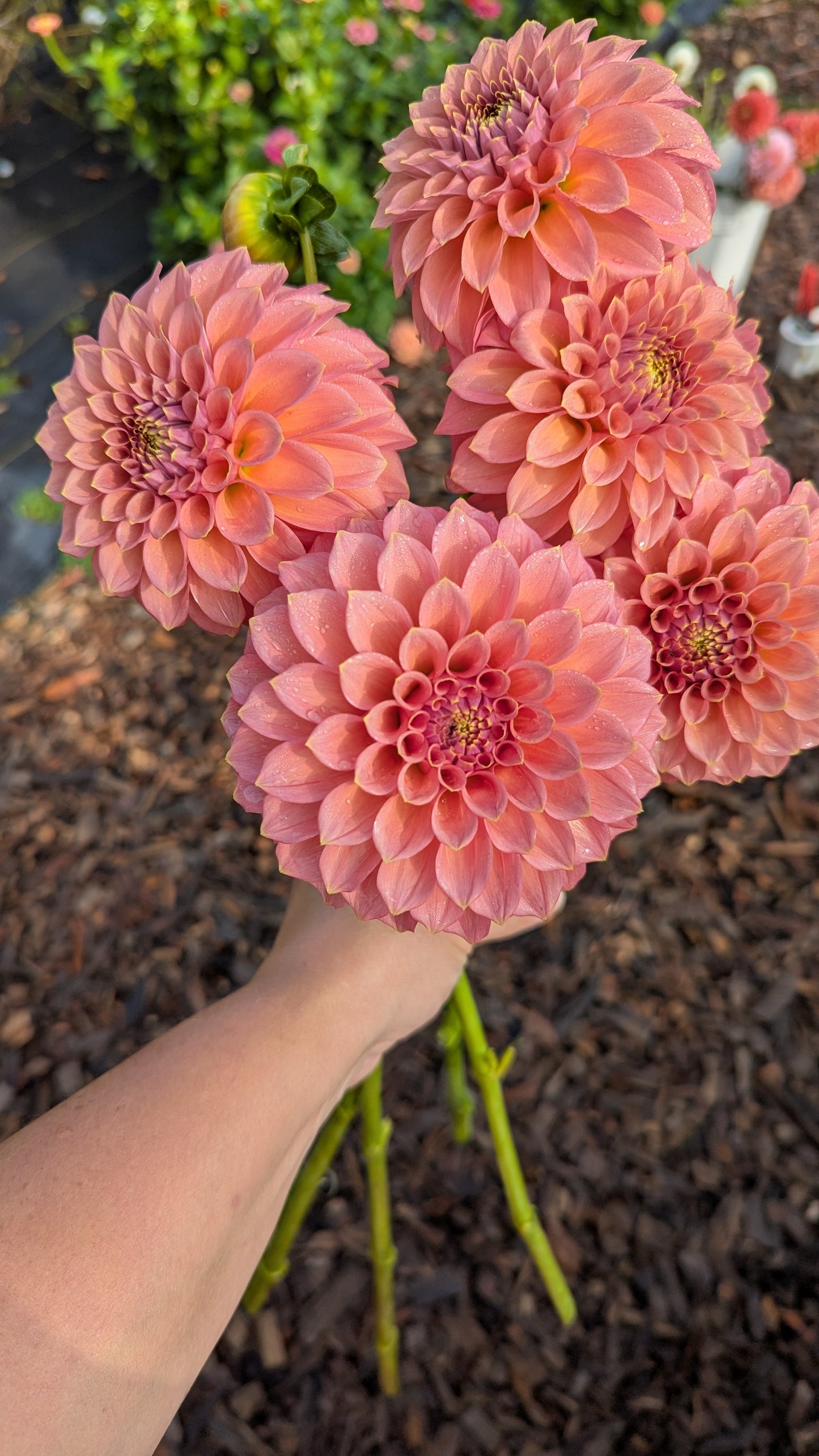 Peachy Parade (LIMIT 1)