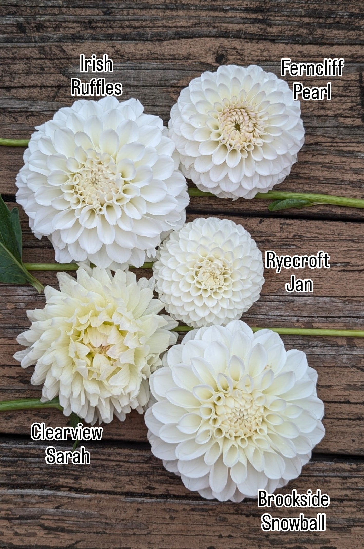 Ferncliff Pearl
