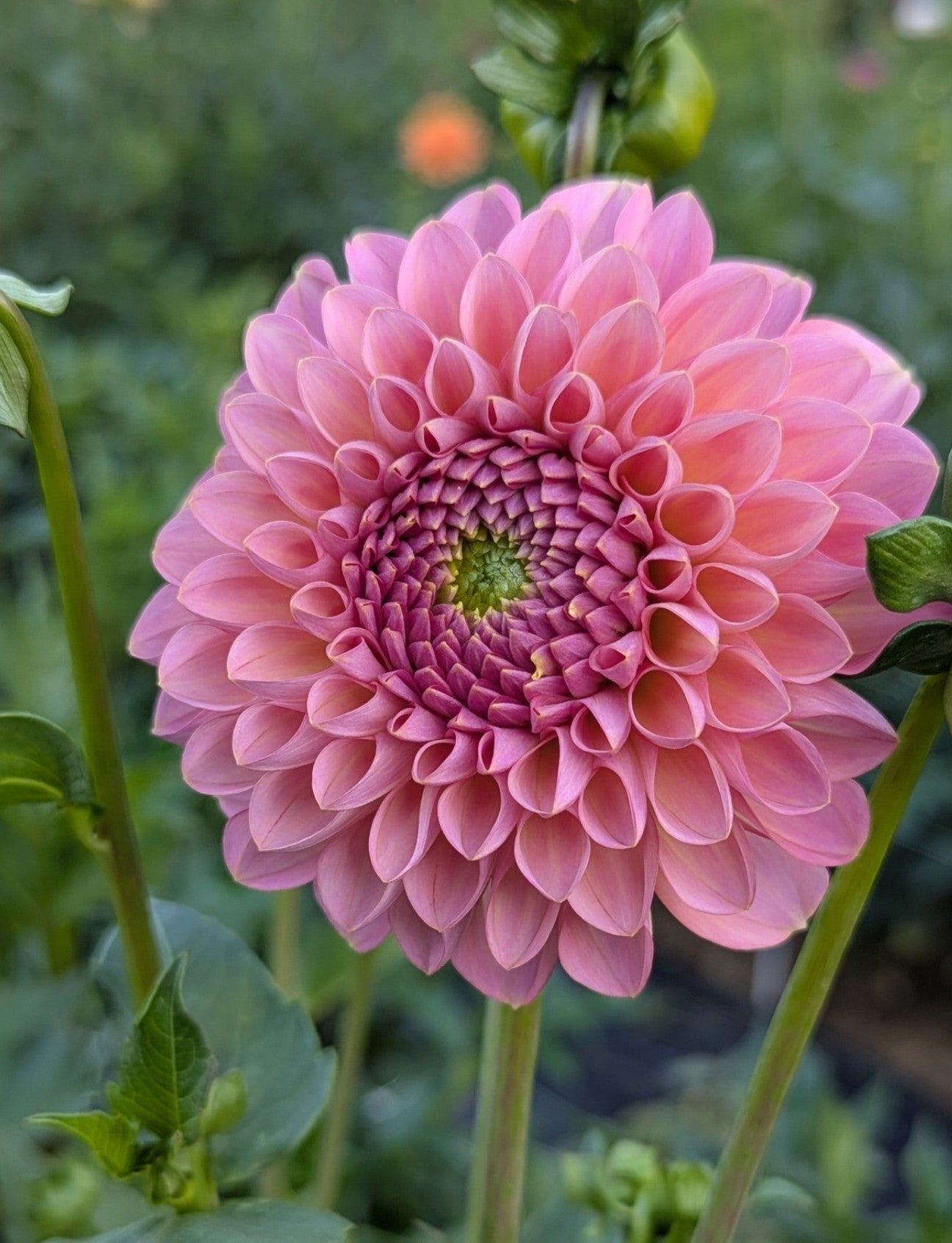 Hamari Rose