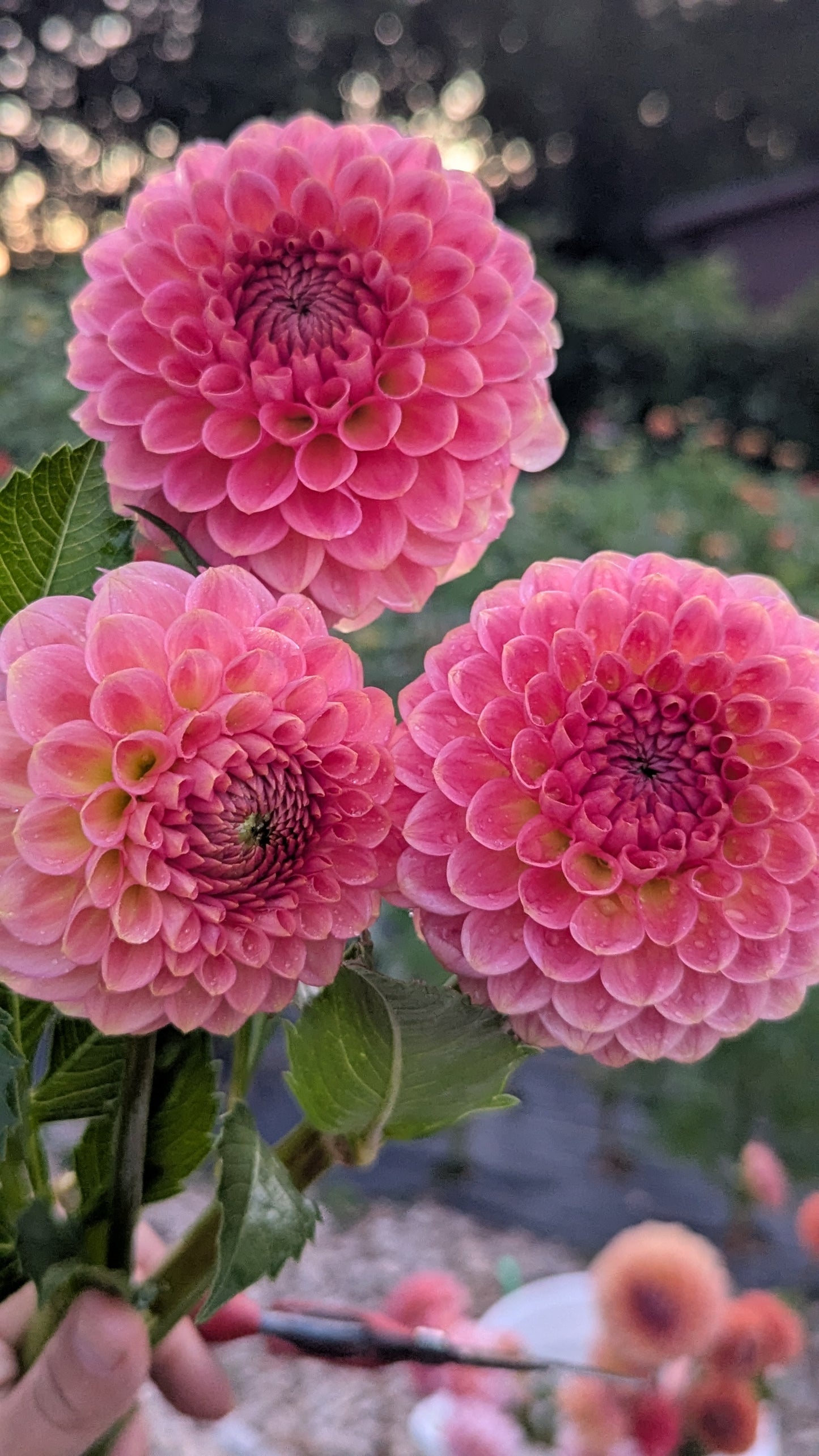 20th Ave Softer Peach (Grade B)