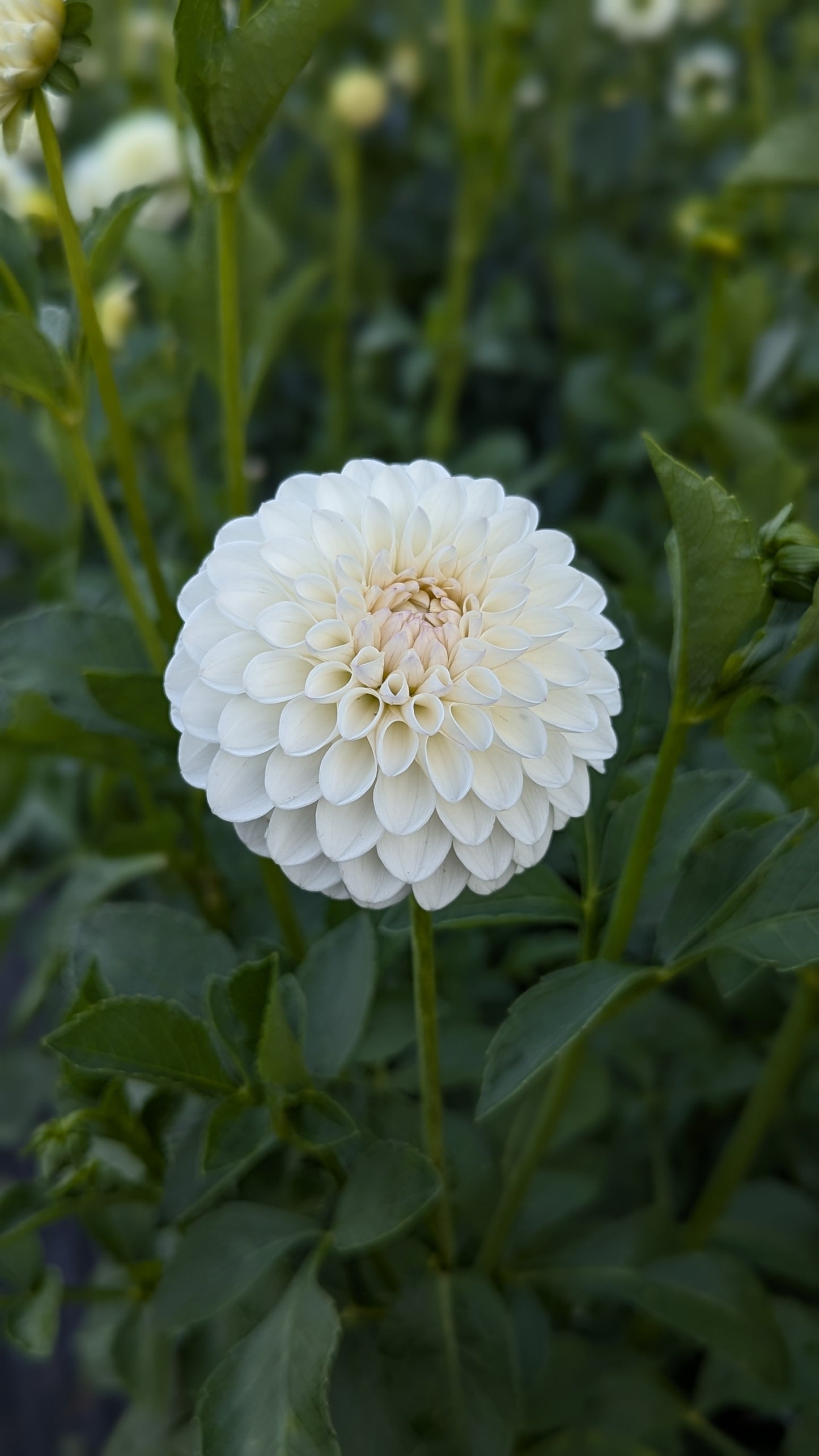 Ferncliff Pearl