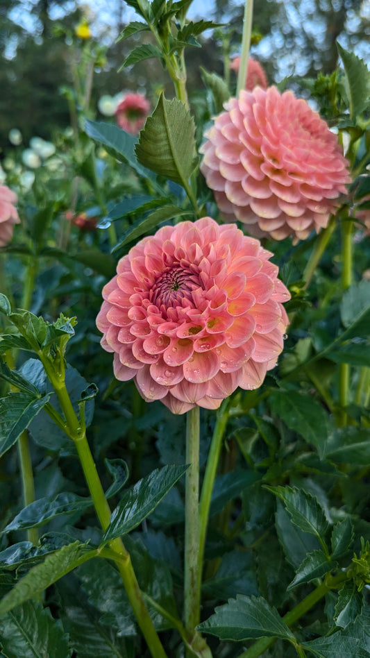 20th Ave Softer Peach (Grade B)