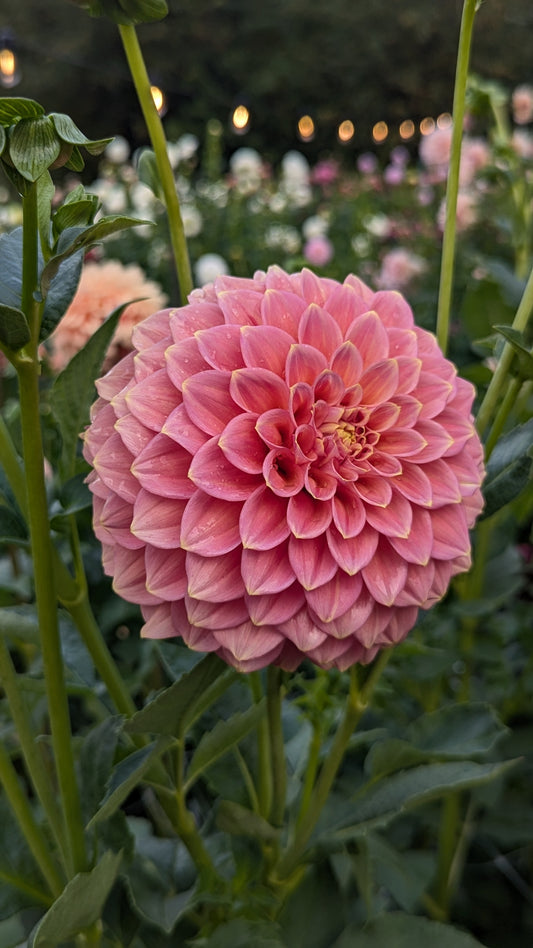 Peachy Parade (LIMIT 1)