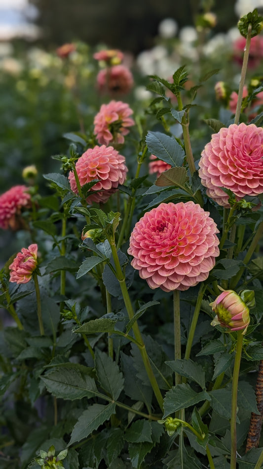 20th Ave Softer Peach (Grade B)