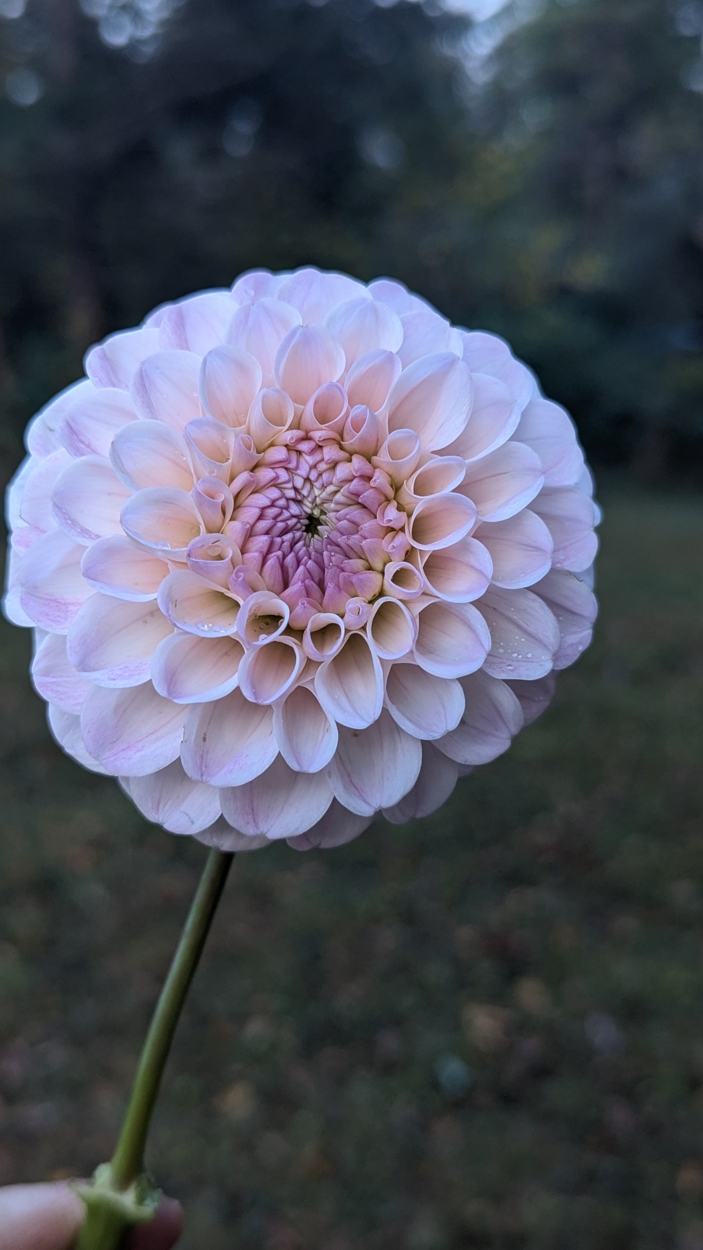 20th Ave Memory (LIMIT 1)