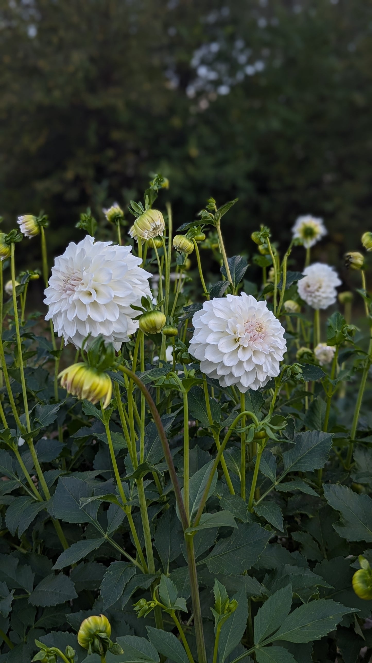 Irish Ruffles