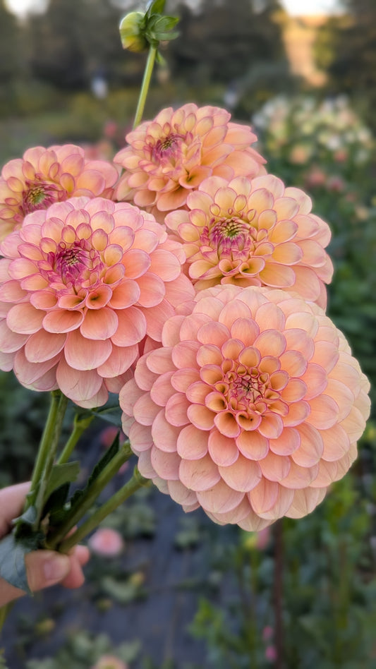 Burtfoot Eva (LIMIT 1)