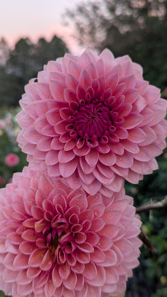 Sweet Sanne (LIMIT 1)