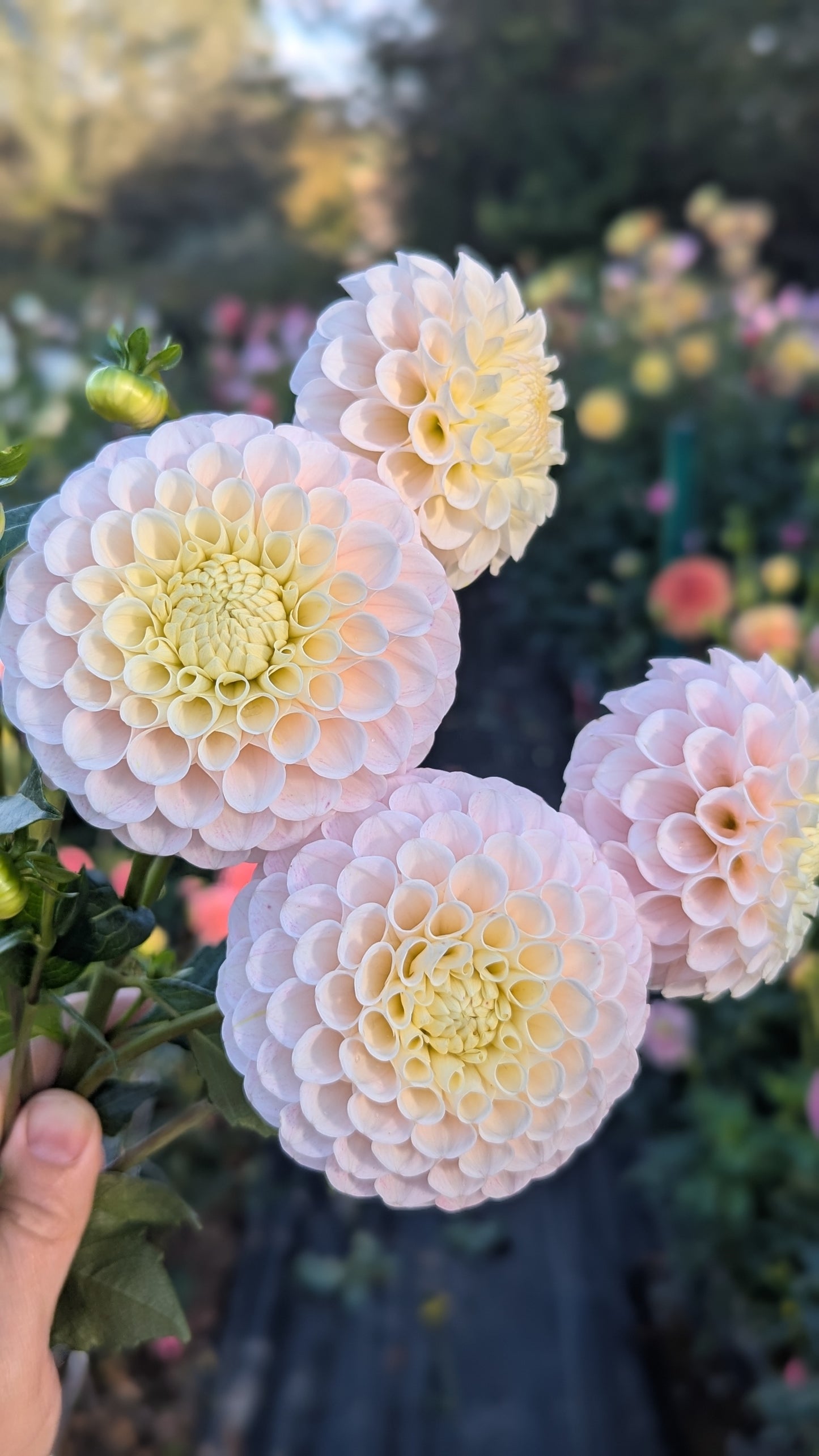 20th Ave Memory (LIMIT 1)