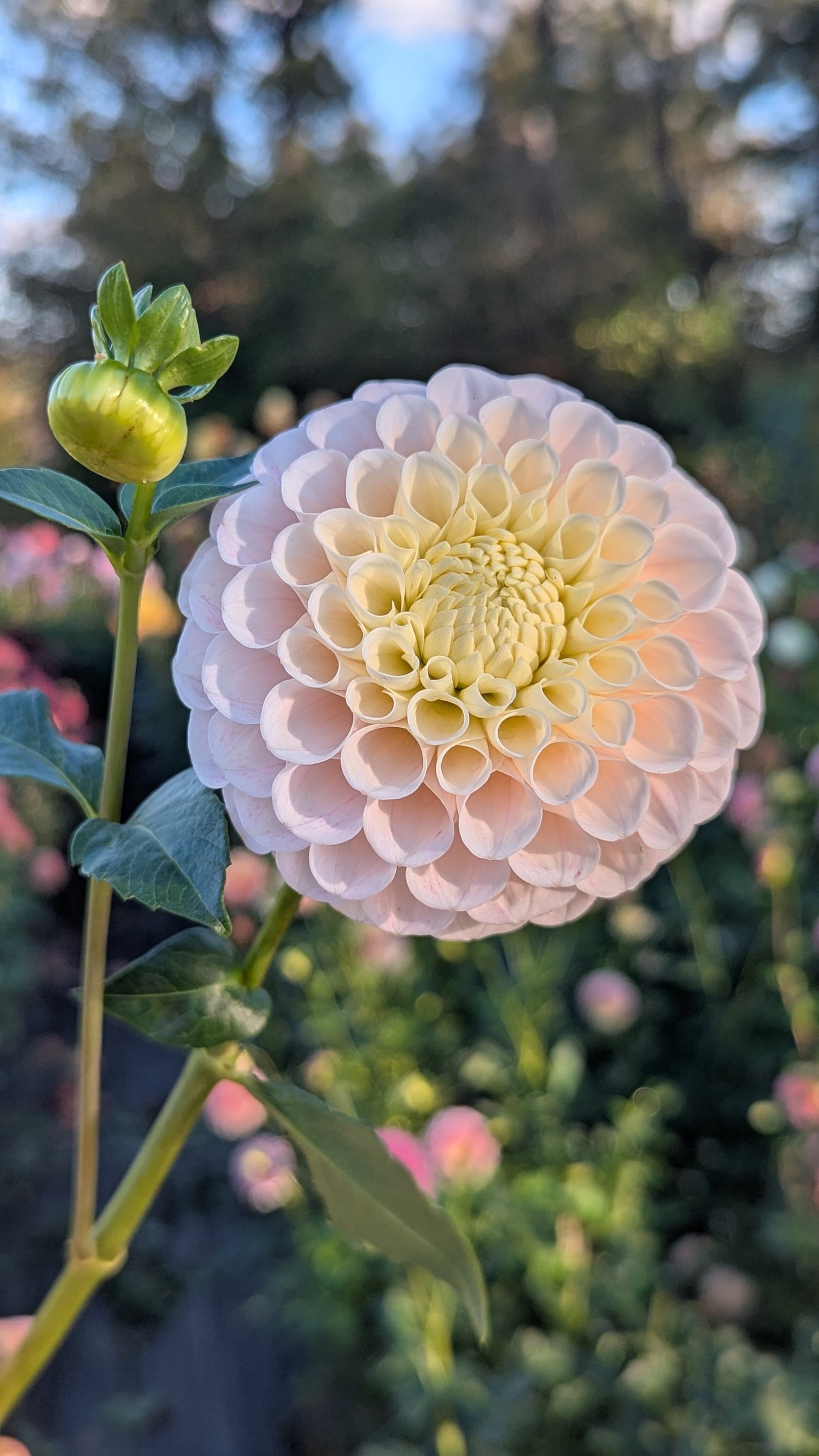 20th Ave Memory (LIMIT 1)