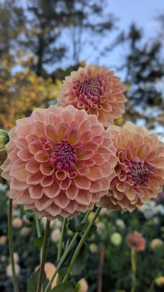 RM October Sky (LIMIT 1)