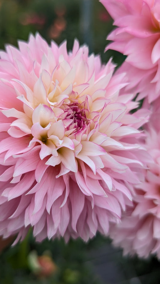 Hollyhill Pinkie