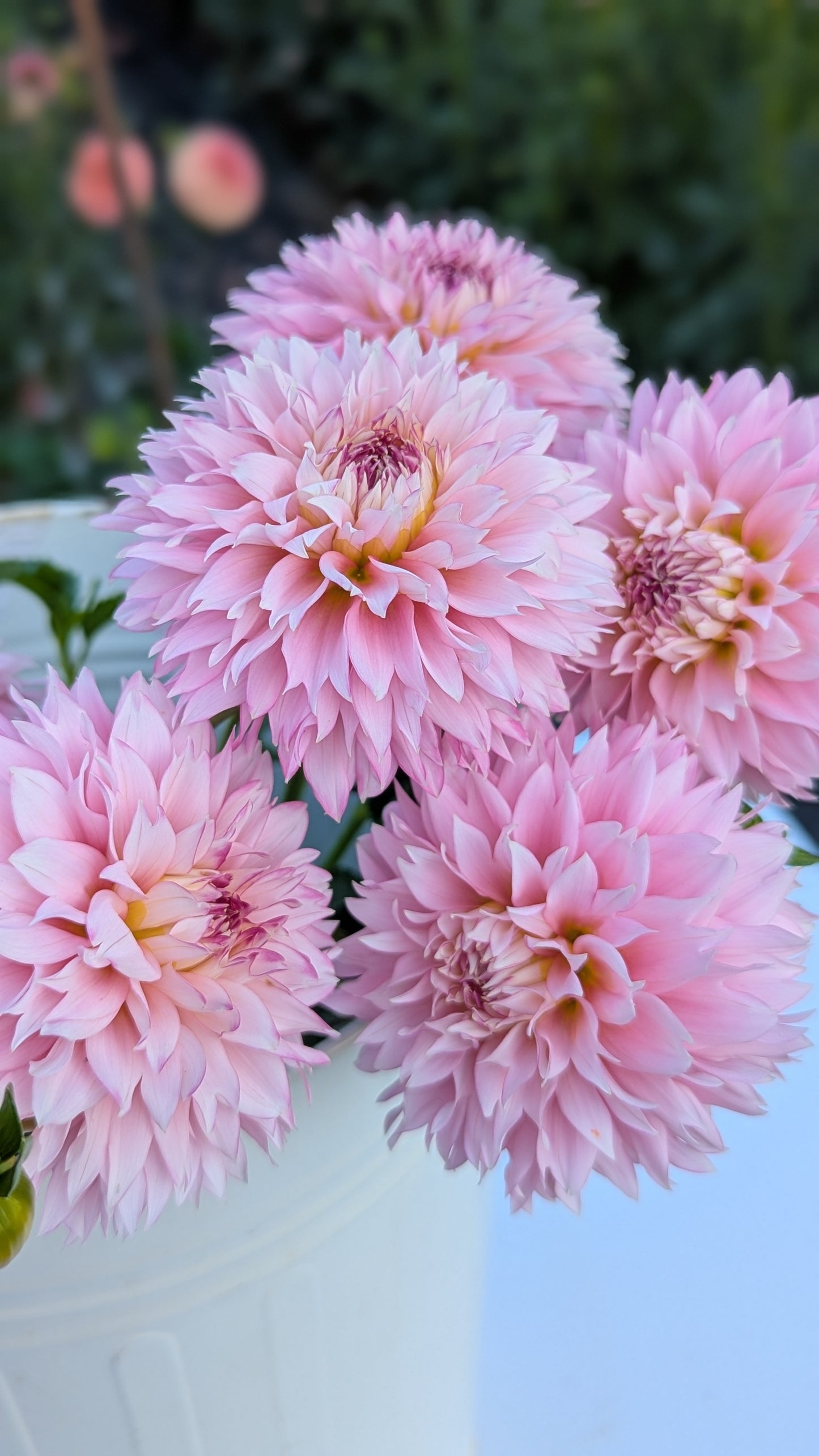 Hollyhill Pinkie