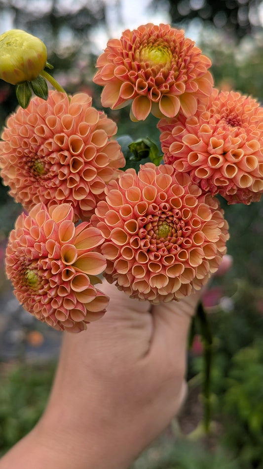Amber Queen