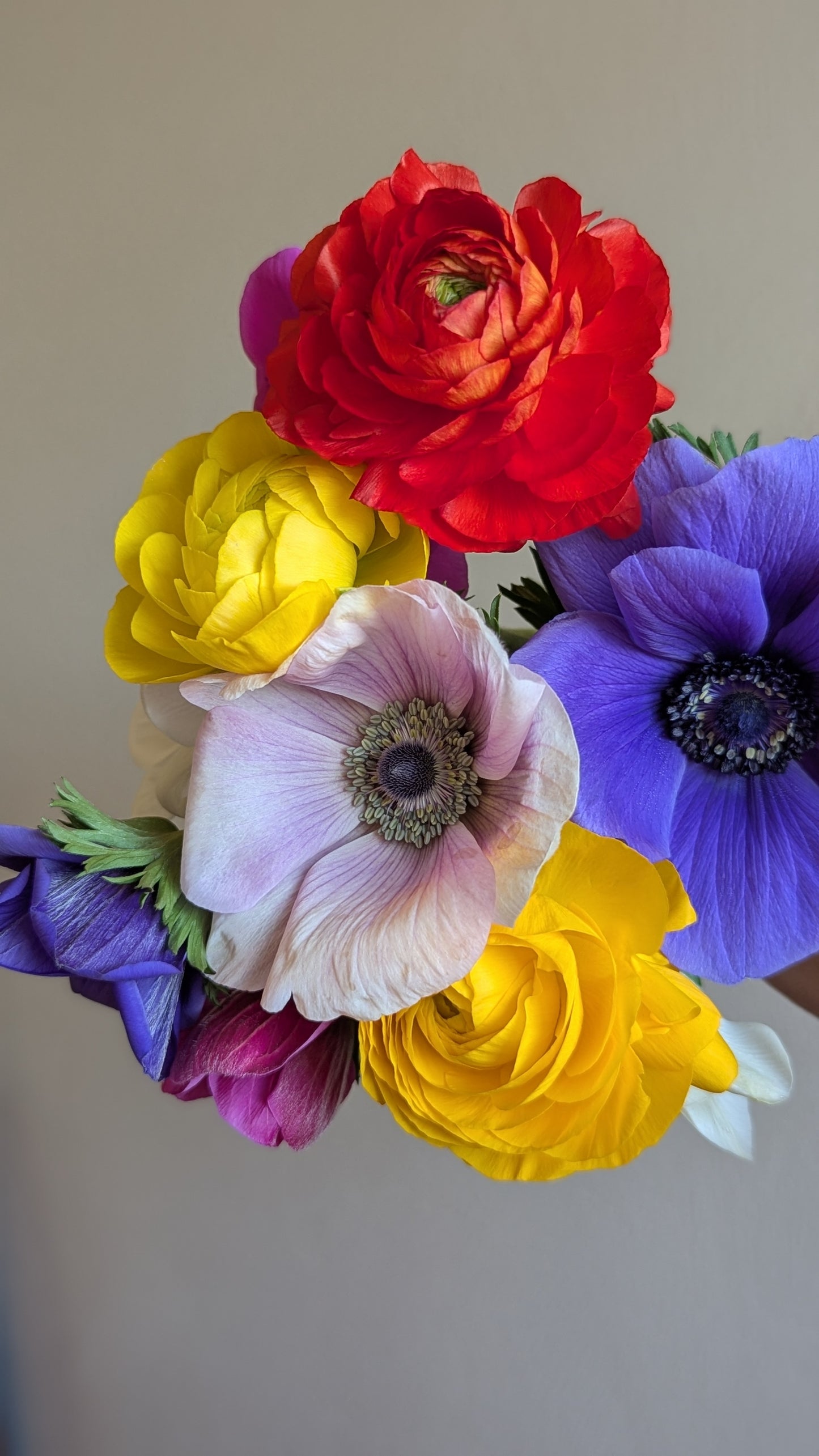 Ranunculus and Anemone bunches (10stems) LOCAL PICKUP ONLY on June 4🌸 8am-8pm🌸