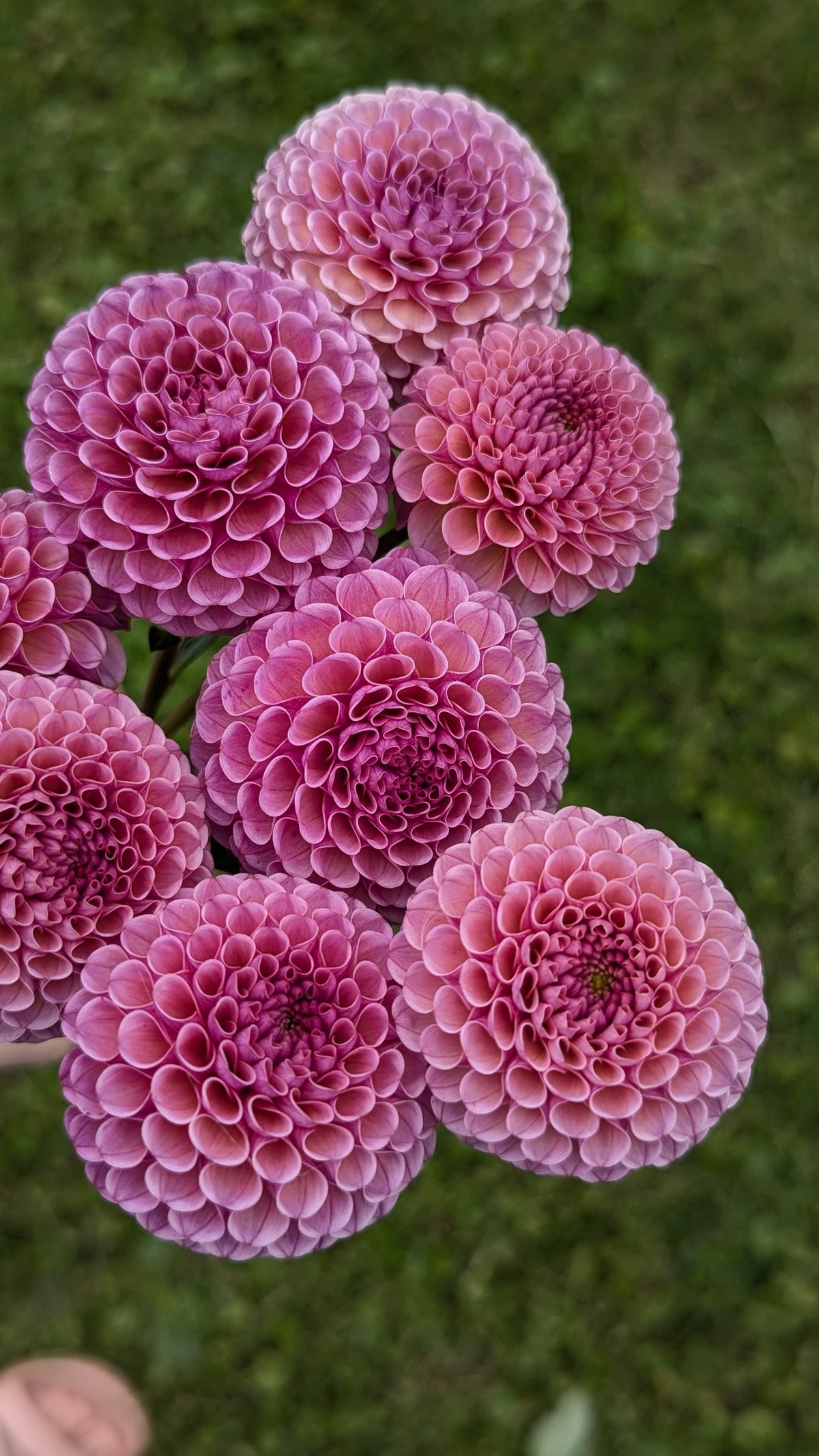 Koko Puff