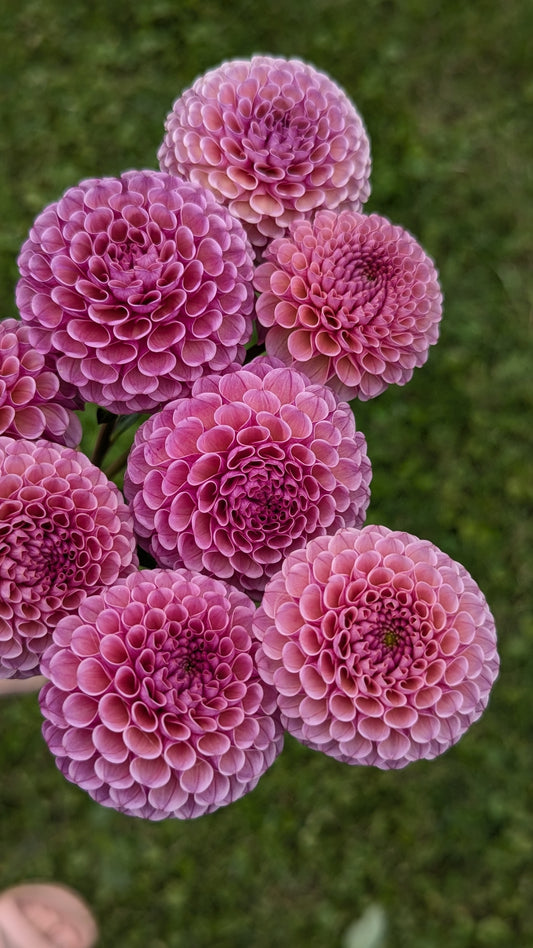 Koko Puff