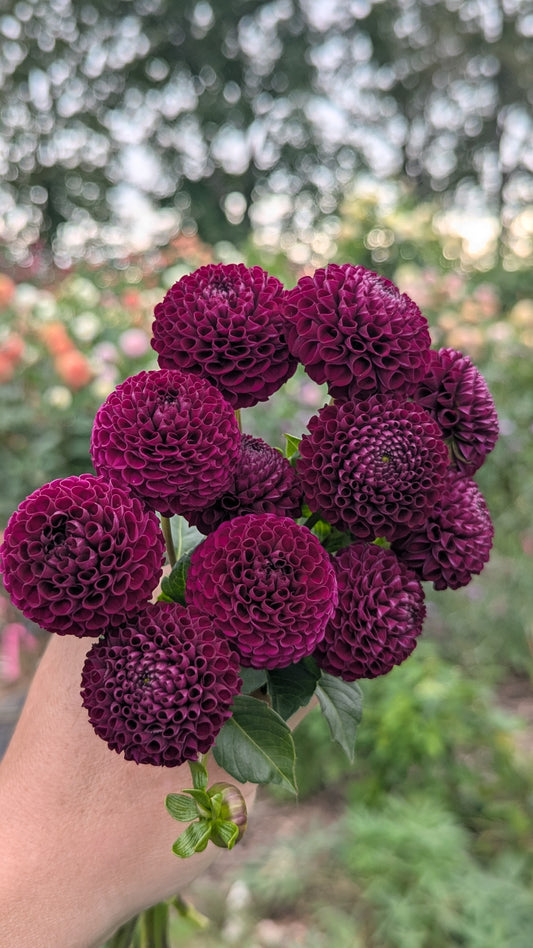Rocco - pompon dahlia