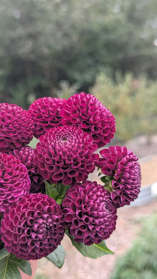 Rocco - pompon dahlia